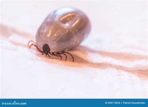 Blood Filled Tick Macro Close Up Of Tick Infection Disease Stock