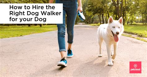 How To Hire The Right Dog Walker For Your Dog Dog Walker Dogs