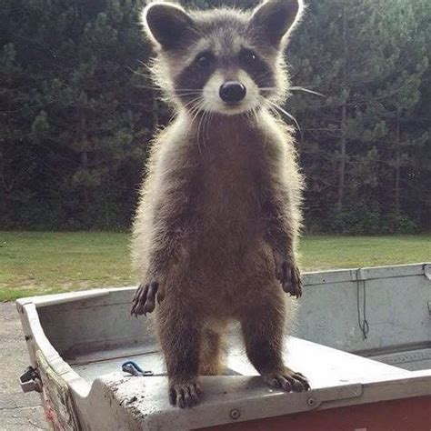Cute Raccoon Too Cute To Bear