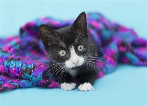 Baby Tuxedo Kitten Stock Photo Image Of Fluffy Upright 8374798