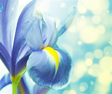 Fonds Decran Iris En Gros Plan Fleurs Télécharger Photo