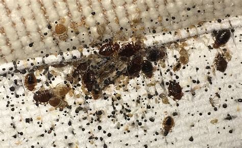 Bedbug Control Glasgow City Pest Solutions