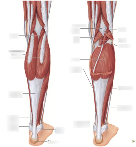 Muscles Of The Posterior Compartment Of The Right Leg Diagram Quizlet
