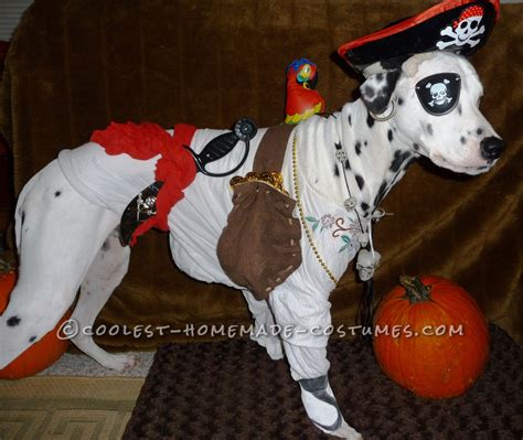 Cool Homemade Pirate Costume For A Dog Coolest Homemade Costumes