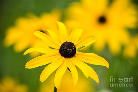 Bright Yellow Photograph By Cheryl Baxter Fine Art America