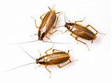 Cockroach Home Remedies Images