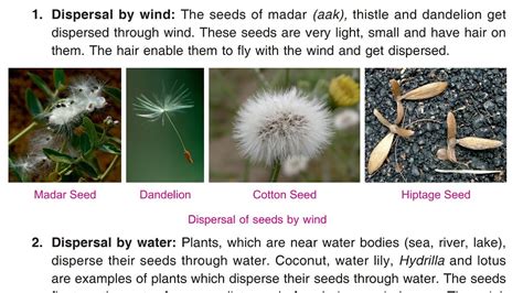 Plants Part 4 Seed Dispersal Ch2 Class 5 Science Cbse Dav