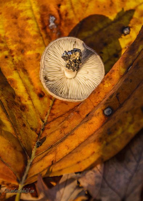 Fall Wild Mushroom Photograph By Leeann Mclanegoetz Mclanegoetzstudiollccom