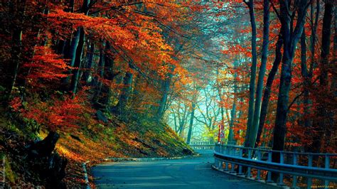 Full Hd Wallpaper Road Autumn Forest Foliage Desktop