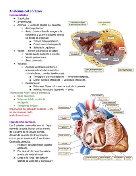 Anatomia Del Corazon Anatomia Medica Anatomia Anatomia Y Fisiologia Images