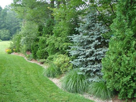 Pin By Joan Lapiana On Yard Natural Privacy Screens Privacy