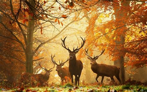 Stags In Autumn Forest Wallpaper Animals Wallpaper Better