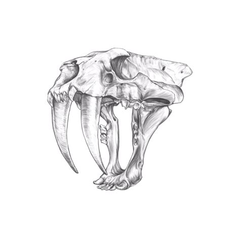 Saber Tooth Tiger Skull Drawing Hunter Blade Iron Replacement