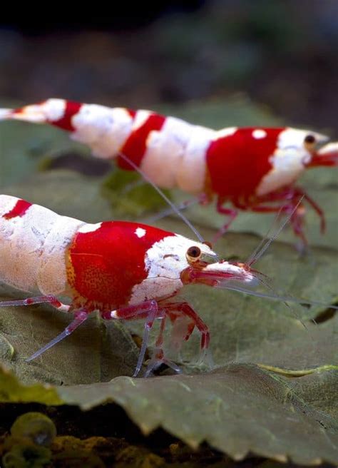 7 Easy Aquarium Invertebrates That Are Beginner Friendly