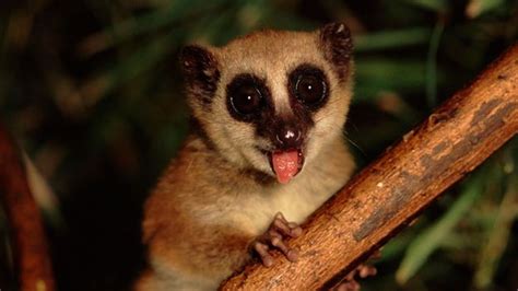 Bbc Earth New Group Of Dwarf Lemurs May Be Worlds Rarest Primate