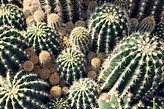 Green Cactus Lot · Free Stock Photo