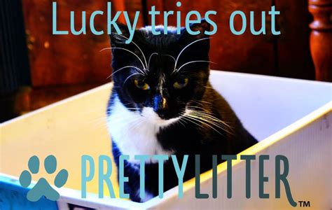 Detecting Potential Health Problems With Pretty Litter