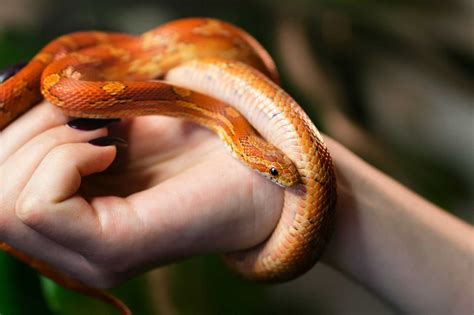 Are Garden Snakes Poisonous To Dogs