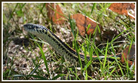Prairie Nature Western Plains Garter Snake