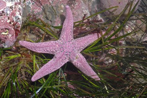 Pisaster Brevispinus Short Spined Sea Star Asterias Brevispina