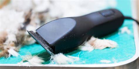 I would sort of think that in push cutting applications, the edge is likely to dull by chipping or rolling or possibly both. How to Sharpen Dog Clipper Blades (Safely!)
