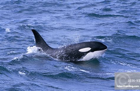 Male Killer Whale Orcinus Orca Stock Photo