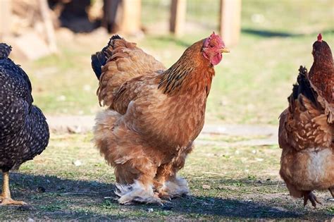 Brahma Chicken All You Need To Know Colors Eggs And More