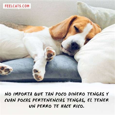 70 Frases De Perros Top Con Imágenes Y Fotos Feelcats