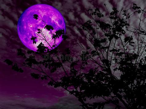 10754 Purple Moon Photos Free And Royalty Free Stock