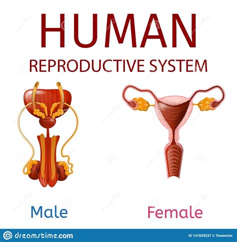 What do you prefer to learn with? Male Reproductive System, Human Internal Organ Anatomy ...