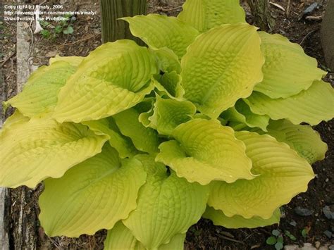 Plantfiles Pictures Hosta Dawns Early Light Hosta By Irmaly