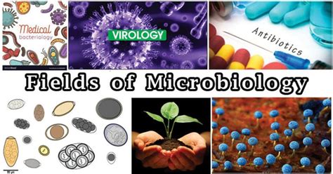 Fields Of Microbiology