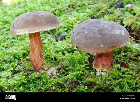 Red Cracking Bolete Xerocomellus Chrysenteron Stock Photo Alamy