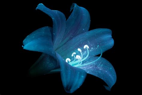 Bioluminescent Flowers