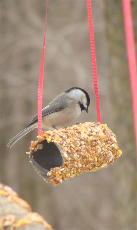 Put the bird seeds into a plate, then roll the paper roll until it's covered with food. 9 DIY Plans to Make Homemade Bird Feeders - Going EverGreen