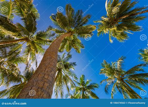 Tropical Palm Trees From A Low Point Of View Looking Up Palm Trees