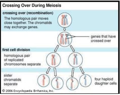 Crossing Over During Meiosis Forming Four Haploid Daughter Cells Half