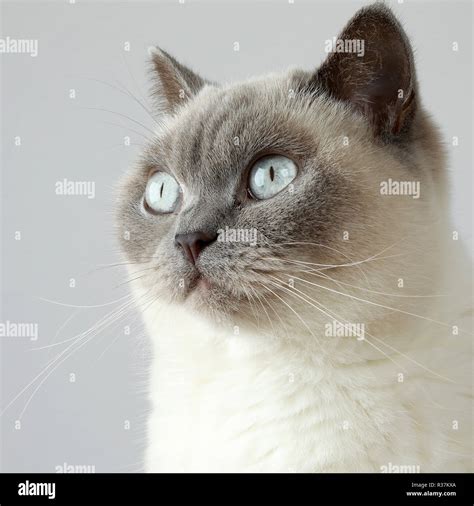 British Shorthair Adult Lilac Colourpoint Cat Stock Photo Alamy