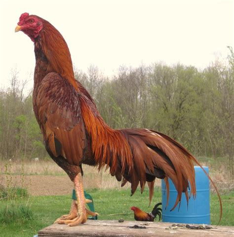 427 Best American Game Fowl Images On Pinterest Roosters Game Fowl
