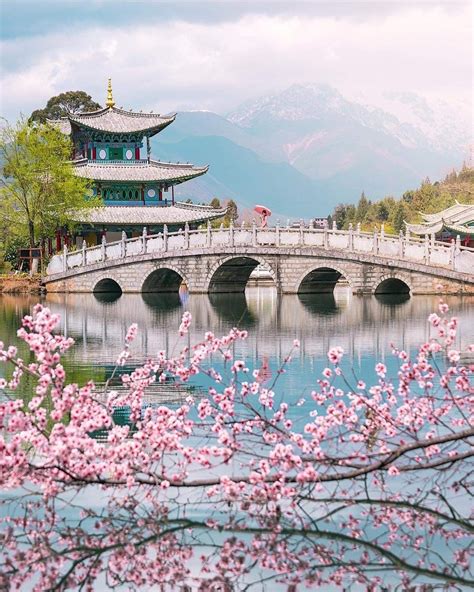Cherry Blossoms At Black Dragon Pool Lijiang China Lijiang Travel