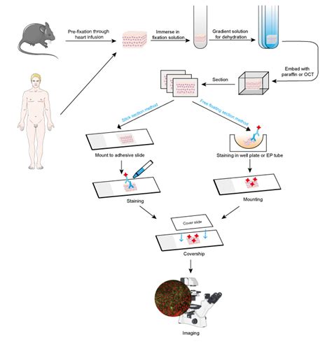 Immunofluorescence Guide Creative Diagnostics