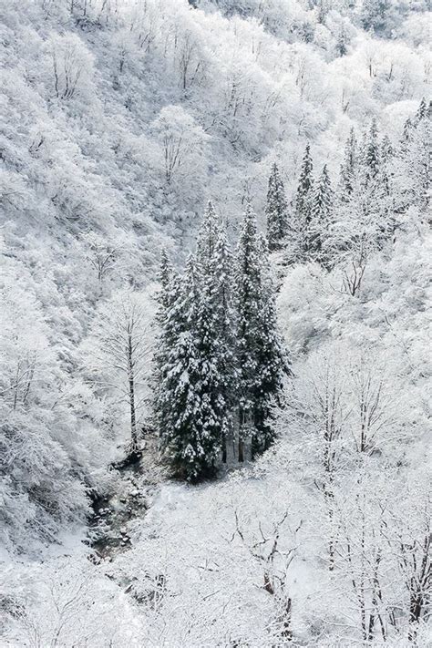 Winter White Snow Wood Forest Mountain Iphone 4s Wallpapers Free Download