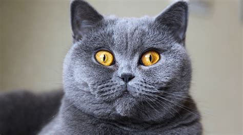 British Shorthair Blue Kittens