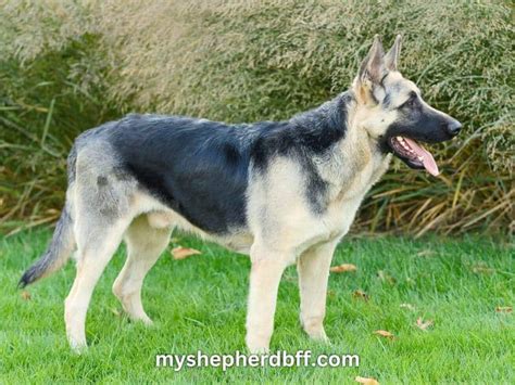 German Shepherd Colors All 14 Shades Explained In Detail