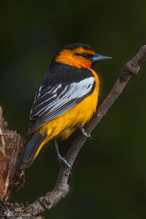 Bullocks Oriole Photographed Yesterday Morning From My Photoblind In