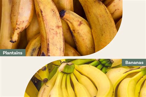 How Are Plantains Different From Bananas Reportwire