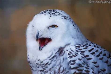 Bubo Scandiacus Linneaus Duc Nival Búho Nival Snowy Owl Demanant