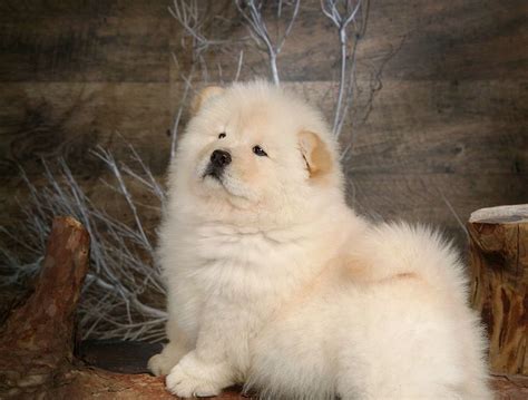 Fluffy Dog Breeds Cute And Funny Dog Dog Breeders Guide