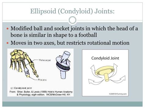 Ppt Synovial Joints Powerpoint Presentation Free Download Id2314618