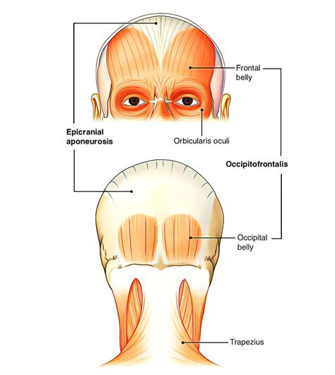 Musculo Occipitofrontal